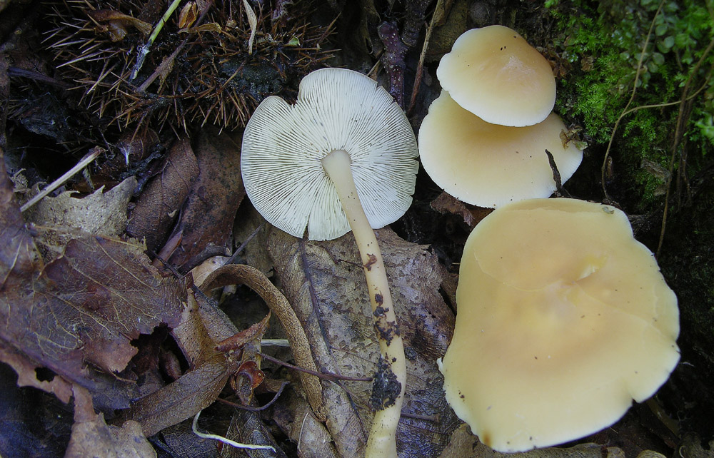 L''acqua � arrivata vediamo ora i funghi....